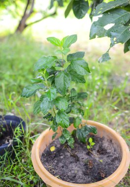 Roiet Province, Tayland 30C ortalama sıcaklığı ile tropikal Iklimlerde büyüyen elma ağacı