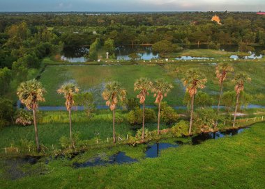 Şeker palmiye ağacı satırı