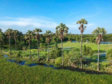 Şeker palmiye ağacı satırı