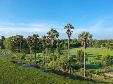 Şeker palmiye ağacı satırı