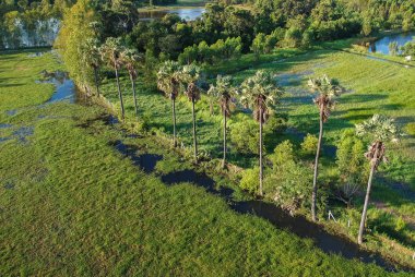 Şeker palmiye ağacı satırı