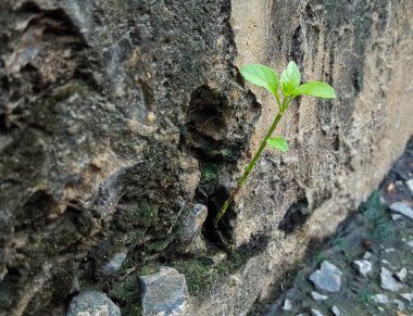Ağaç kırık duvardan gelişen