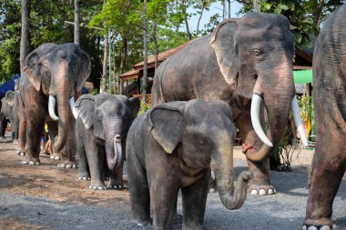 Khonkean, Tayland-2 Nisan 2017: ruh evinde fil heykeli veya Tay dilinde 