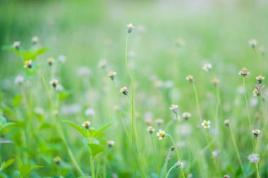 Sarı polen ile beyaz çim çiçek, cyanthillium cinereum da küçük Ironweed olarak bilinen