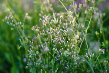 Küçük megenta çimen çiçek, Cyanthillium cinereum olarak da bilinen küçük ironweed