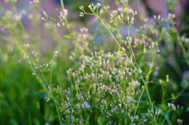 Küçük megenta çimen çiçek, Cyanthillium cinereum olarak da bilinen küçük ironweed