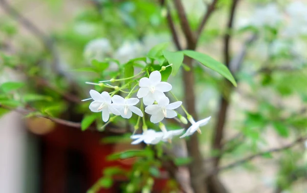 Wild Water Plum Water Jasmine Double Flower Closeup Wrightia Religiosa — Stock Photo, Image