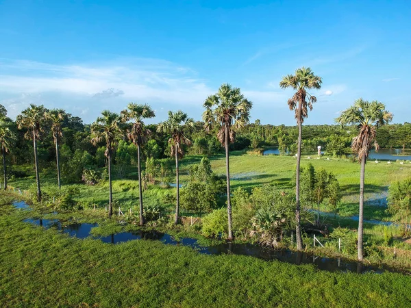 Şeker palmiye ağacı satırı