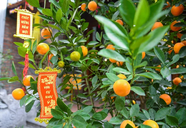 Close up Vibrant orange citrus fruits on a Kumquat tree with Label in Vietnamese means \