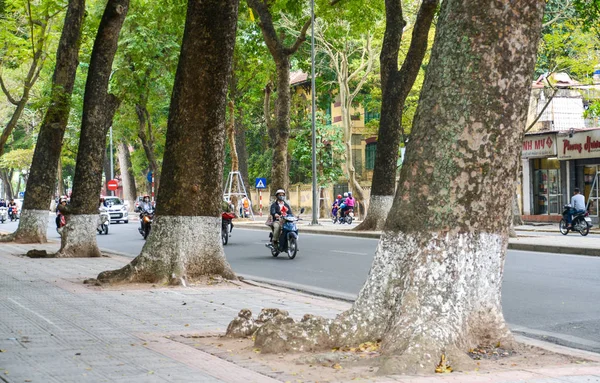 Hanoi Wietnam Lut 2017 Gigantyczne Drzewo Wzdłuż Ulicy Hanoi Wietnam — Zdjęcie stockowe