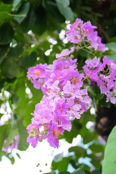 Яркие Фиолетовые Цветы Lagroroemia Aka Царица Цветов — стоковое фото