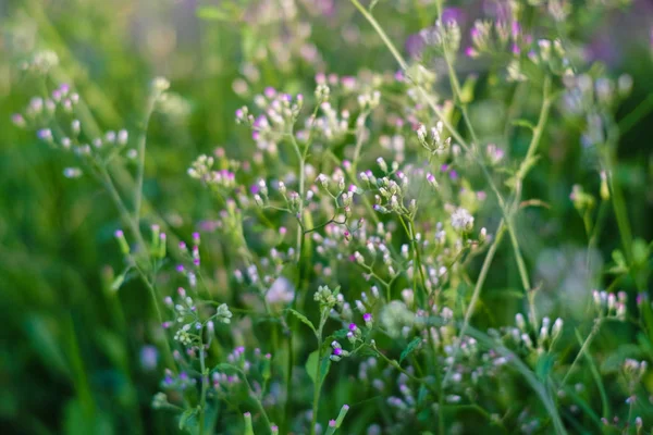 Крошечный Травянистый Цветок Megenta Cyphillium Cinereum Известный Little Weed — стоковое фото