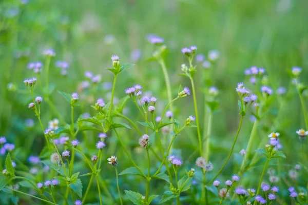 Крошечный Травянистый Цветок Megenta Cyphillium Cinereum Известный Little Weed — стоковое фото