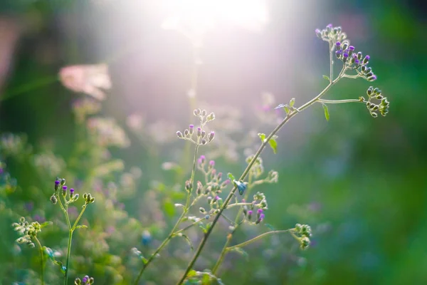 Megenta Cyanthillium Cinereum에서 일몰으로 알려진 — 스톡 사진