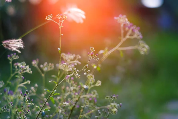 小さな Megenta 草の花 Cyanthillium 灰白隆起夕暮れ時とも呼ばれる少し黄昏に燃えて — ストック写真