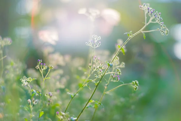 Крошечный Травянистый Цветок Megenta Cyphillium Cinereum Известный Little Weed Sunset — стоковое фото