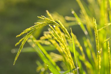 Tay Jasmine pirinç çeltik tarlaları, olarak da bilinen Hom mali pirinç