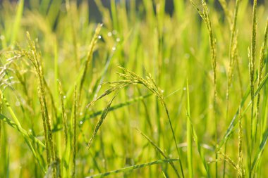 Tay Jasmine pirinç çeltik tarlaları, olarak da bilinen Hom mali pirinç