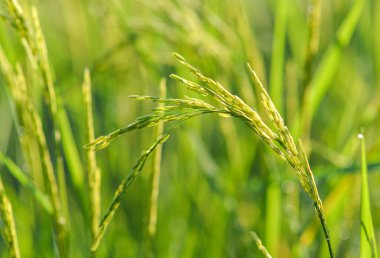 Tay Jasmine pirinç çeltik tarlaları, olarak da bilinen Hom mali pirinç