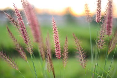 Misyon çimen, çiçekli ot, günbatımı