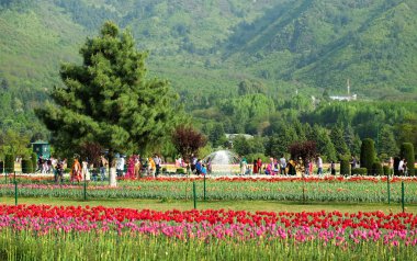 Srinagar, Hindistan - 22 Nisan 2017: Indira Gandhi Memorial lale bahçeleri, Srinagar, Jammu ve Keşmir, Hindistan