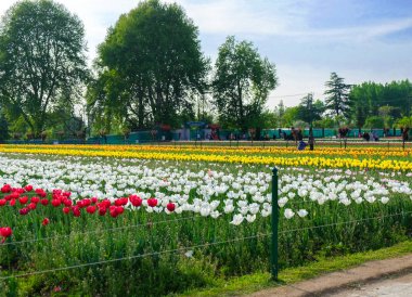 Srinagar, Hindistan - 22 Nisan 2017: Indira Gandhi Memorial lale bahçeleri, Srinagar, Jammu ve Keşmir, Hindistan