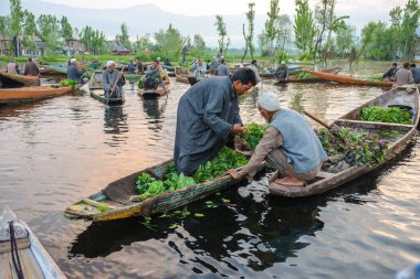 Srinagar, Hindistan - 25 Nisan, 2017: Keşmir adam shikara teknesini Dal Gölü yüzen Pazar sabah erken nakletmek sebze