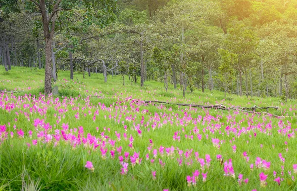 Siam Tulip Krachiao Floresce Parque Nacional Sai Thong Tailândia — Fotografia de Stock