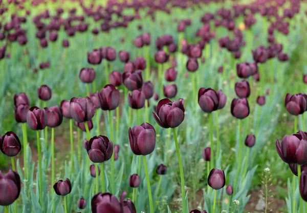 Black Tulip Blommor Natur — Stockfoto