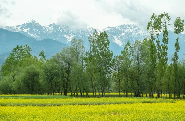 Гірчиця Квітка Поля Кашмірі Сполучені Штати Америки — стокове фото