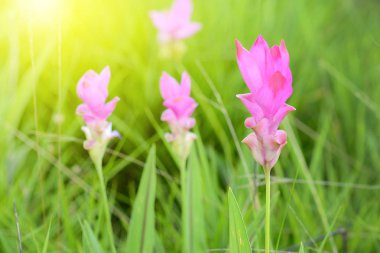 Siam lale (Krachiao) çiçekleri Sai tanga Milli Parkı, Tayland at