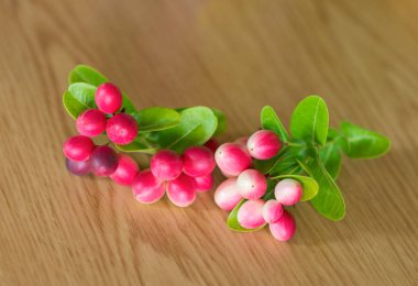 Carissa carandas Linn, Karanda, Carunda veya İsa ' s Thom