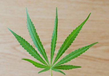 Esrar sativa sayfa ahşap masa