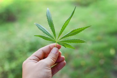 Esrar sativa yaprak tutan el