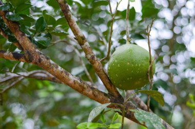 Greyfurt ve ağaç üzerinde