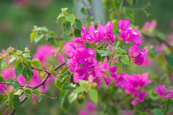 Mor Begonvil çiçeği, doğa