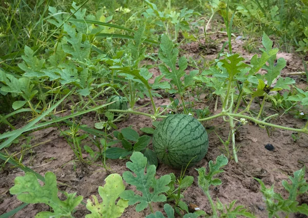 Baby watermelon growing, Food, Fruit