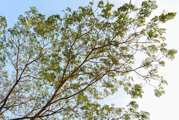 Вид Дерево Тамаринда Голубым Небом — стоковое фото