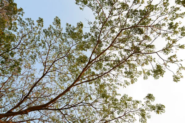 Вид Дерево Тамаринда Голубым Небом — стоковое фото