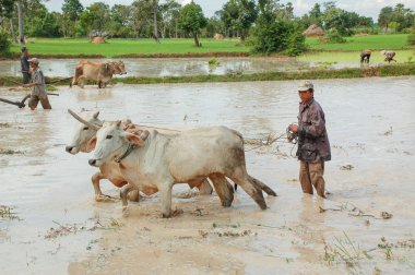 Siem Reap, Kamboçya - 14 Ağustos 2011: tanımlanamayan çiftçi onun tarlayı ile inekleri Siem reap, Kamboçya