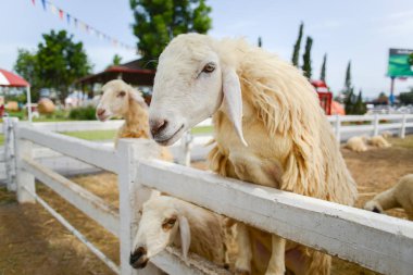 Beslenme saati için bir koyun bekleyin