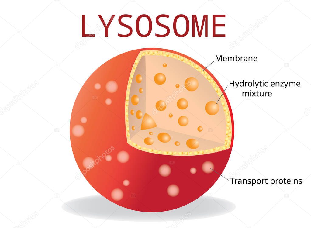Lysosome Hydrolytic enzymes, Membrane and transport proteins, science and medical use, Vector Illustration