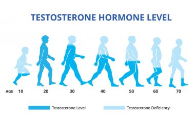 Testosteron hormon düzeyleri grafik, vektör