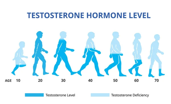Testosteron hormon düzeyleri grafik, vektör