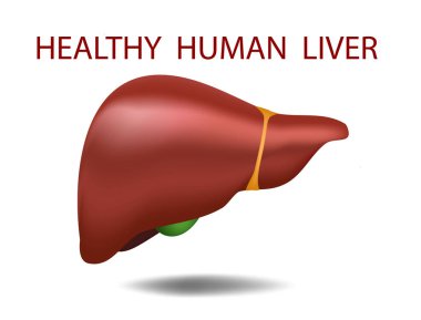 İnsan karaciğeri. Anatomi vektör gerçekçi 3d illüstrasyon. Beyaz arka plan.