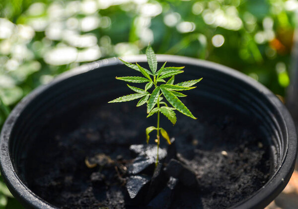 Home-grown Marijuana, Cannabis growing in the flowerpot, Cannabi