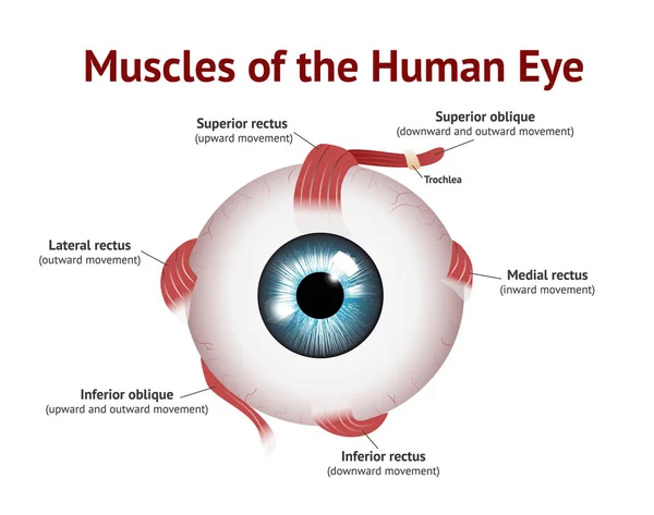 人眼肌肉, 眼肌解剖学, 蓝眼, 白色背景的矢量插图. — 图库矢量图片