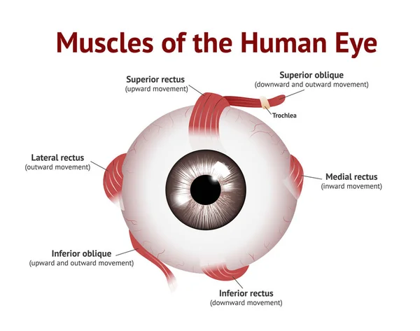 Μύες του ανθρώπινου οφθαλμού, ανατομία των μυών των ματιών, διάνυσμα απεικόνιση σε λευκό φόντο — Διανυσματικό Αρχείο