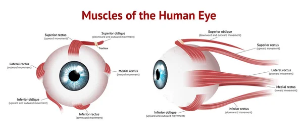Insan gözünün kas-göz-v3muscles, Göz kas anatomisi, , Mavi göz, Vektör İllüstrasyon beyaz arka plan.
