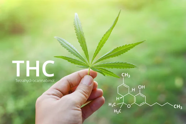 Tetrahydrocannabinol or THC molecule formula with Marijuana background, Cannabis.